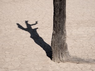 a shadow of a person on a tree