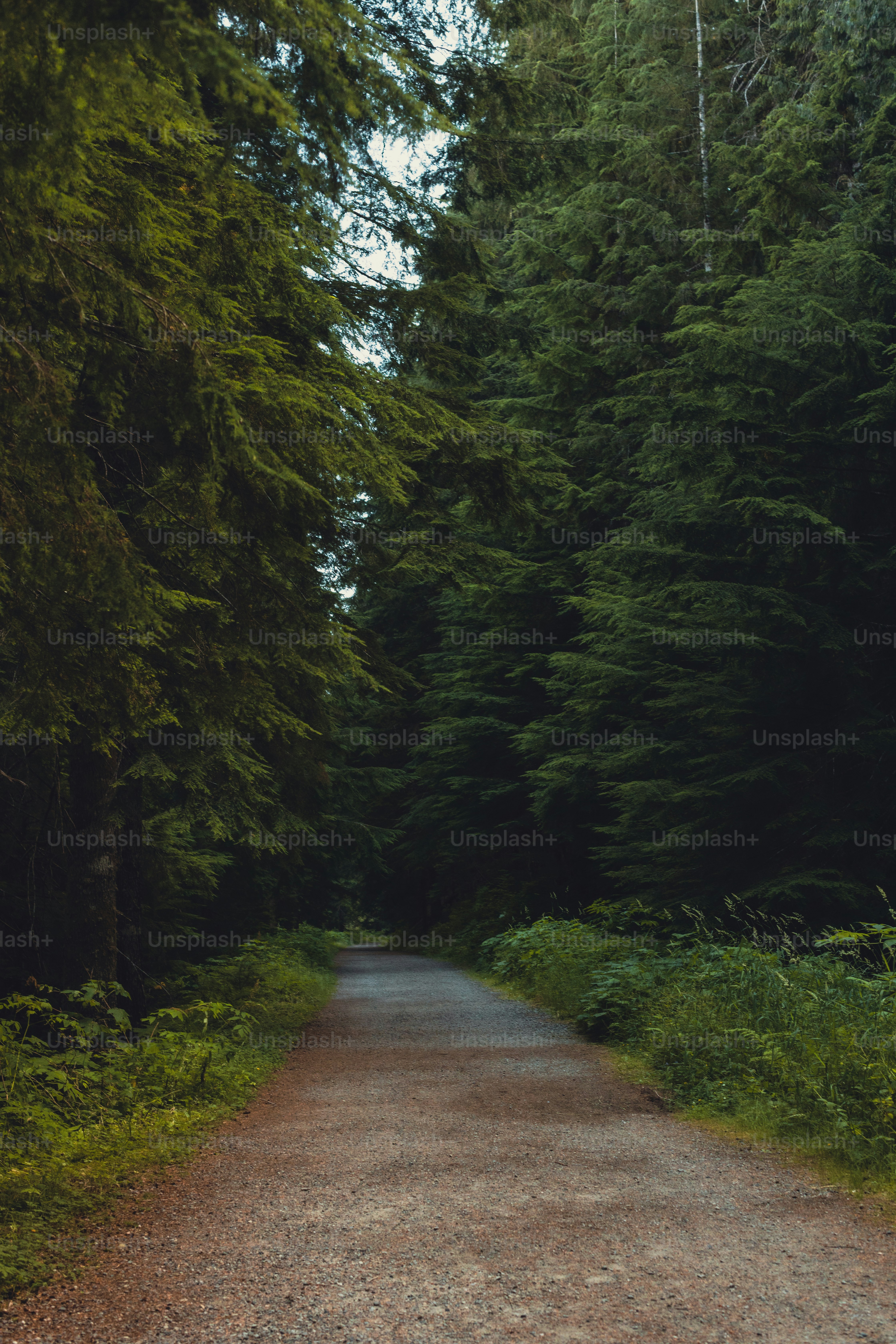 a dirt road surrounded by trees