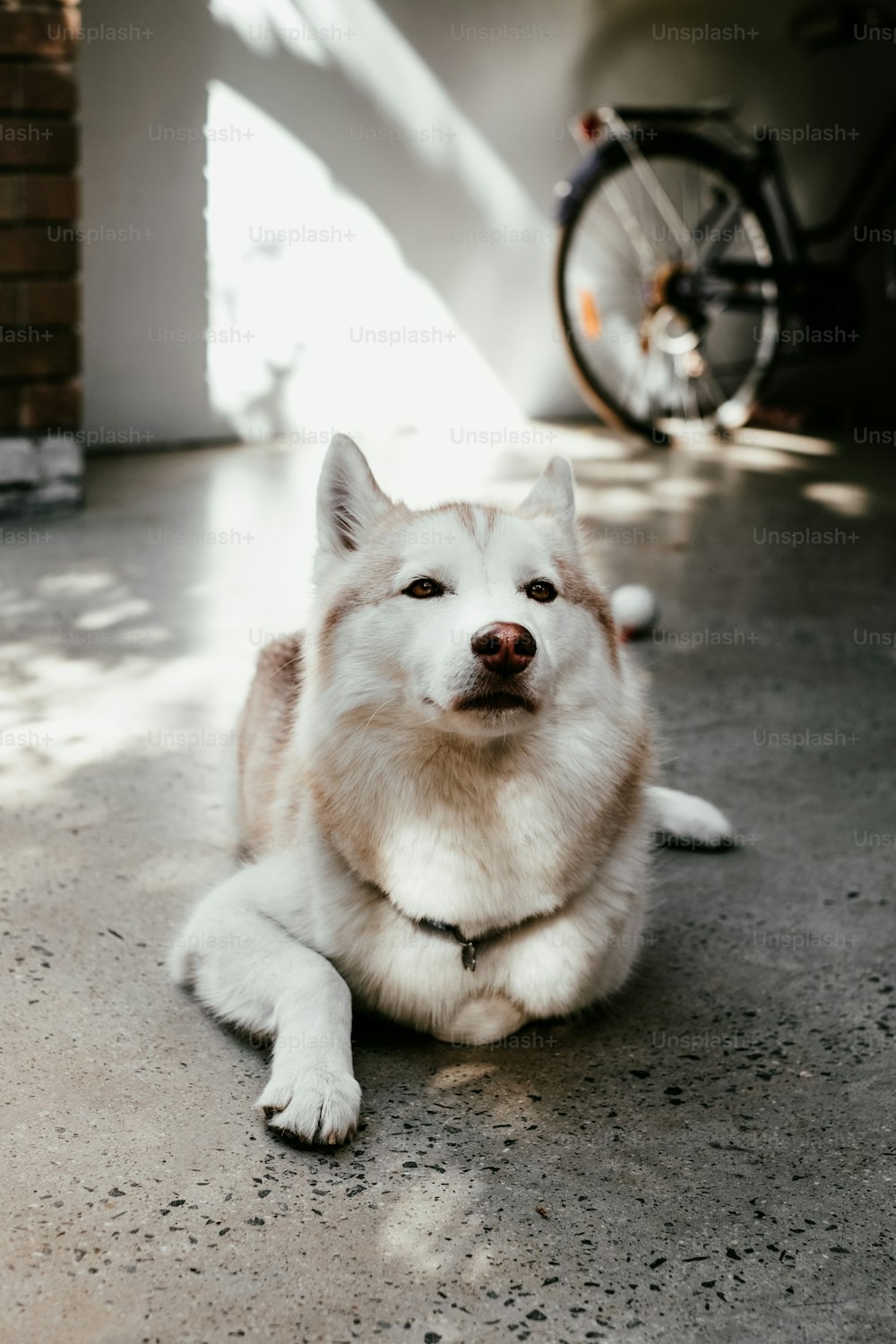 a dog sitting on the ground