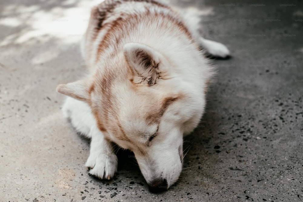 a fox lying on the ground