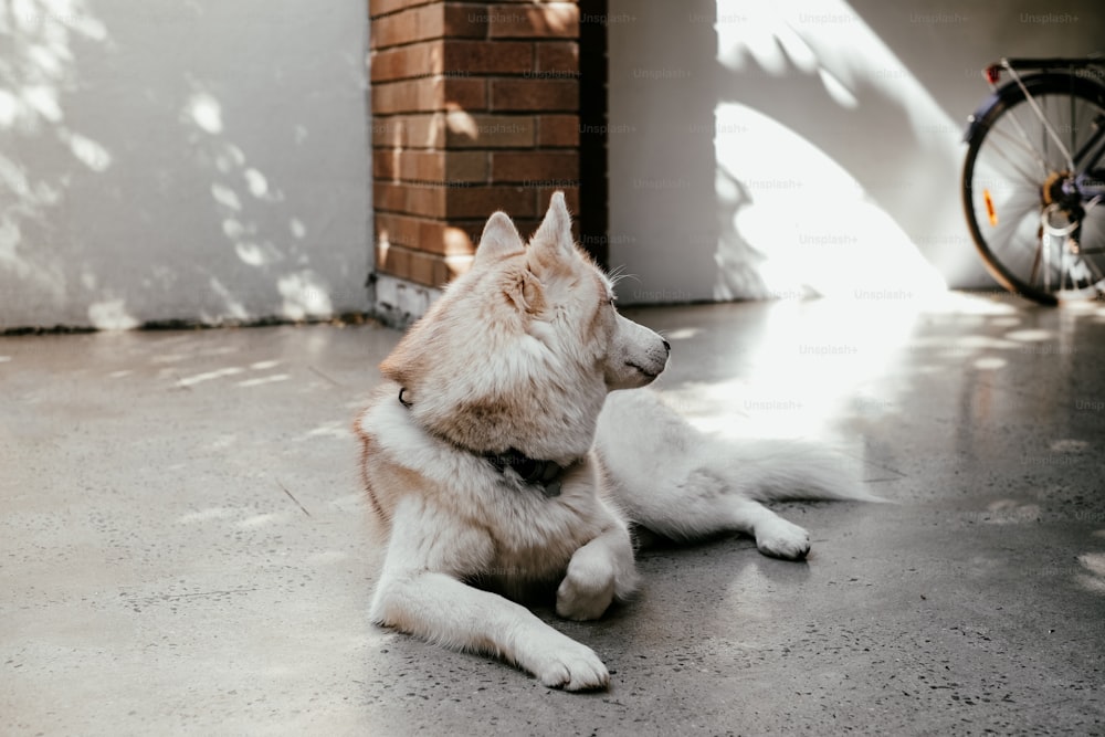 a dog lying on the ground