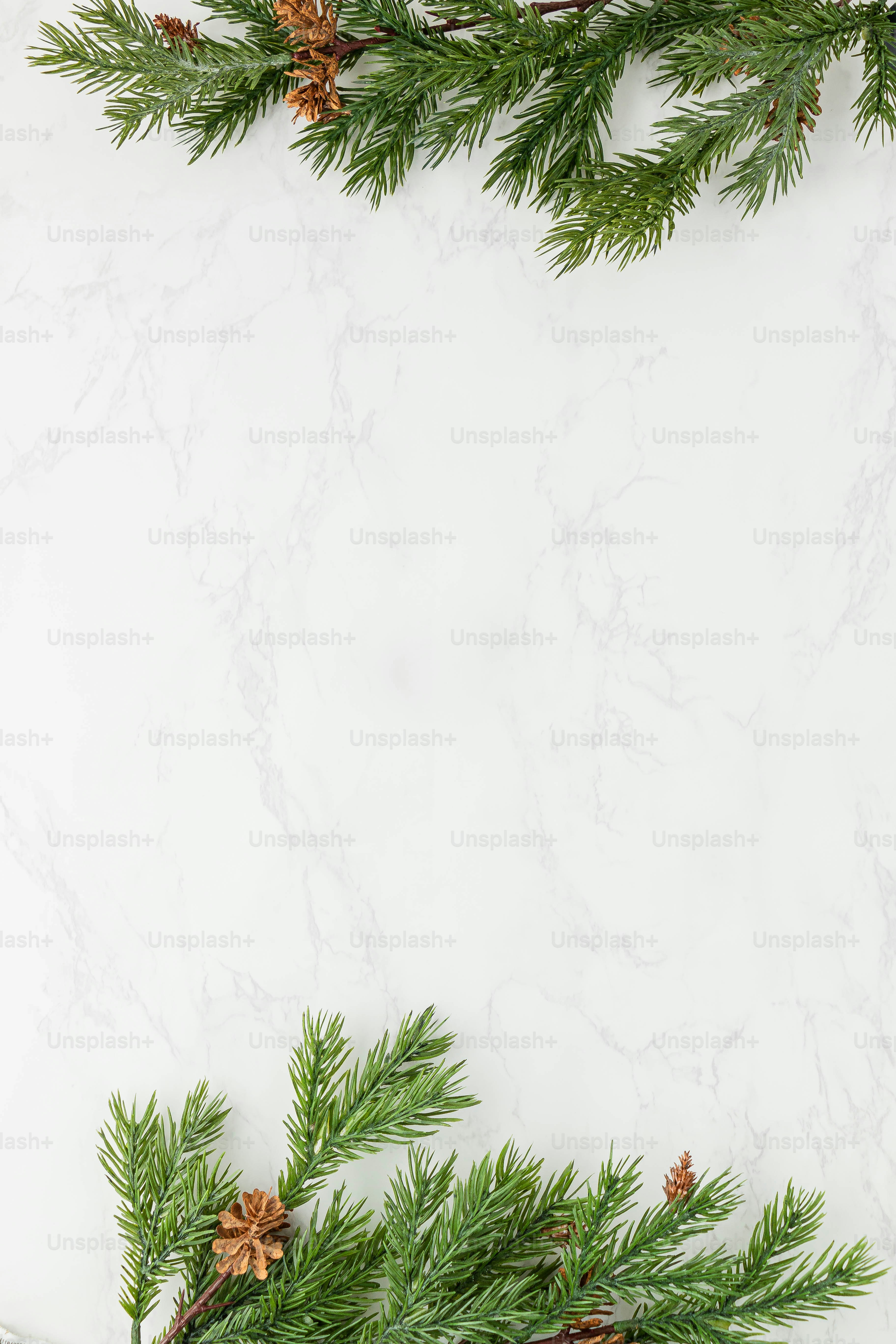 a group of pine trees