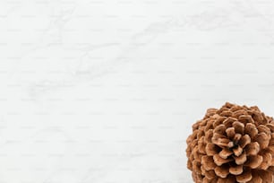 a pine cone on a snowy surface