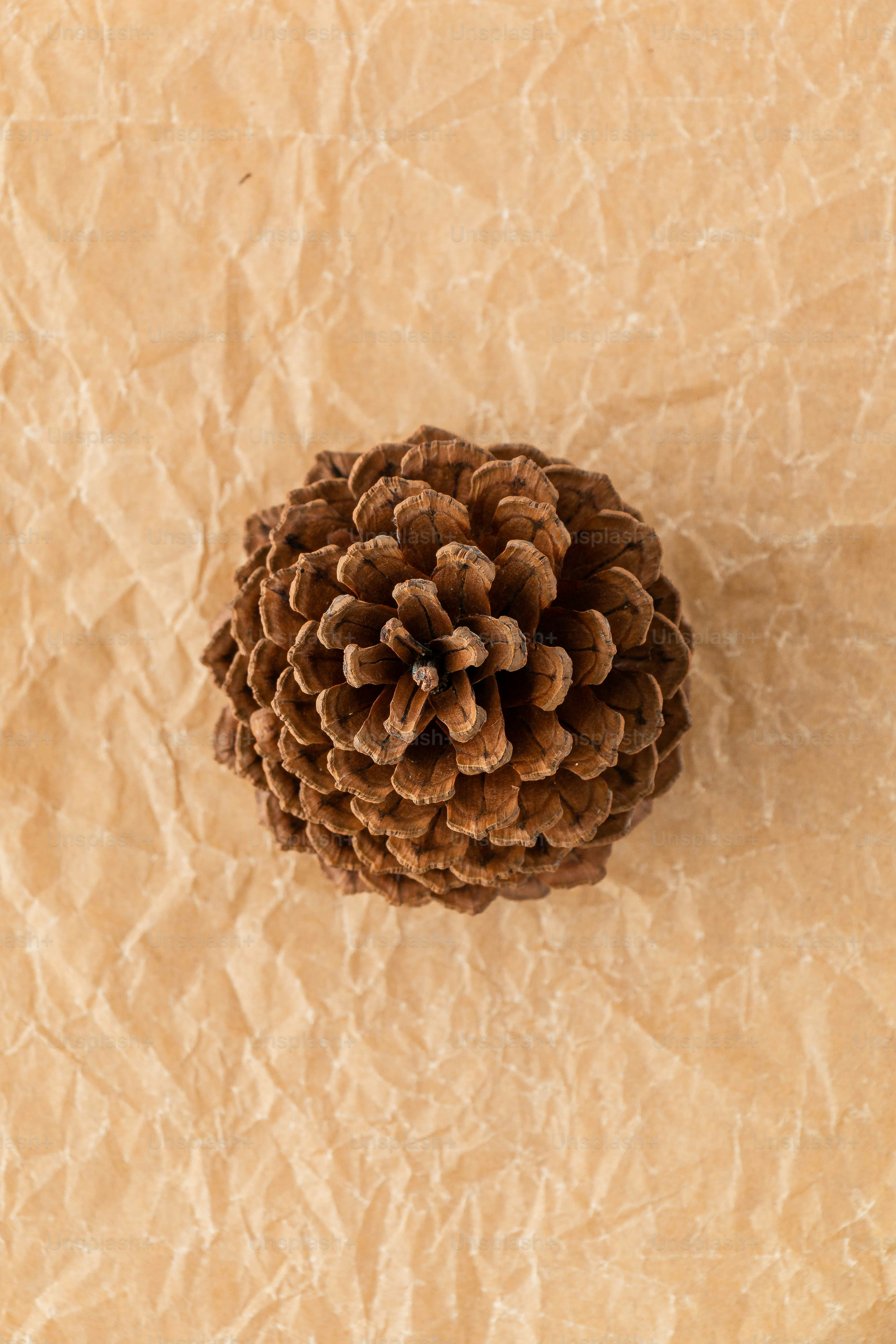 pine cone