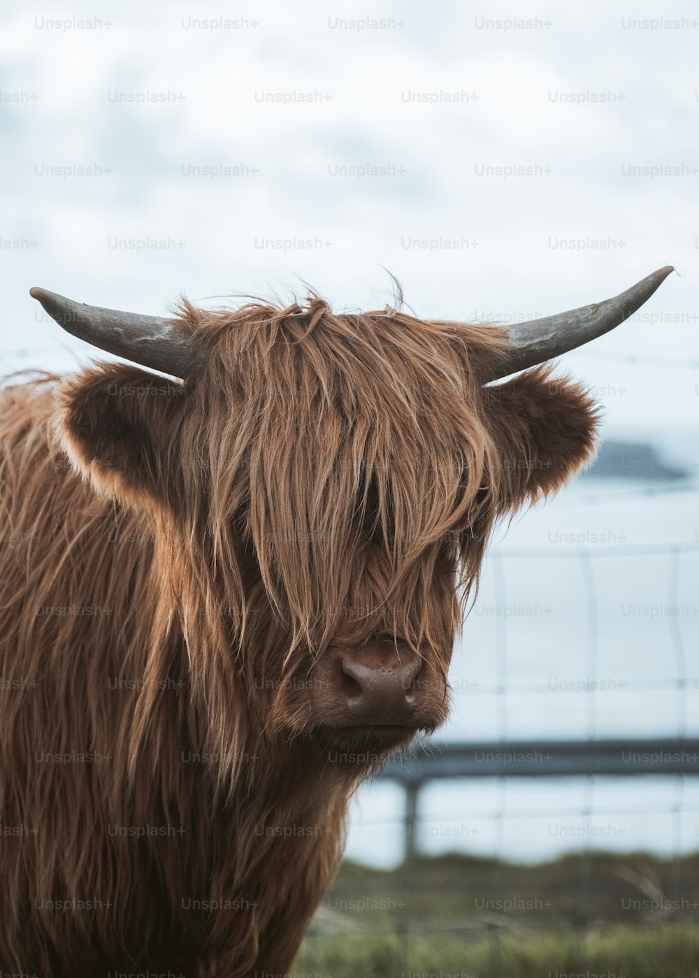 une vache brune avec des cornes