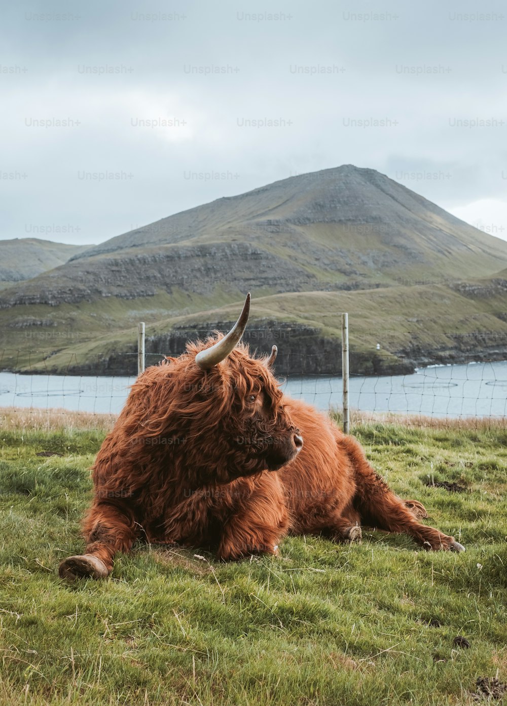Un yak allongé sur l’herbe