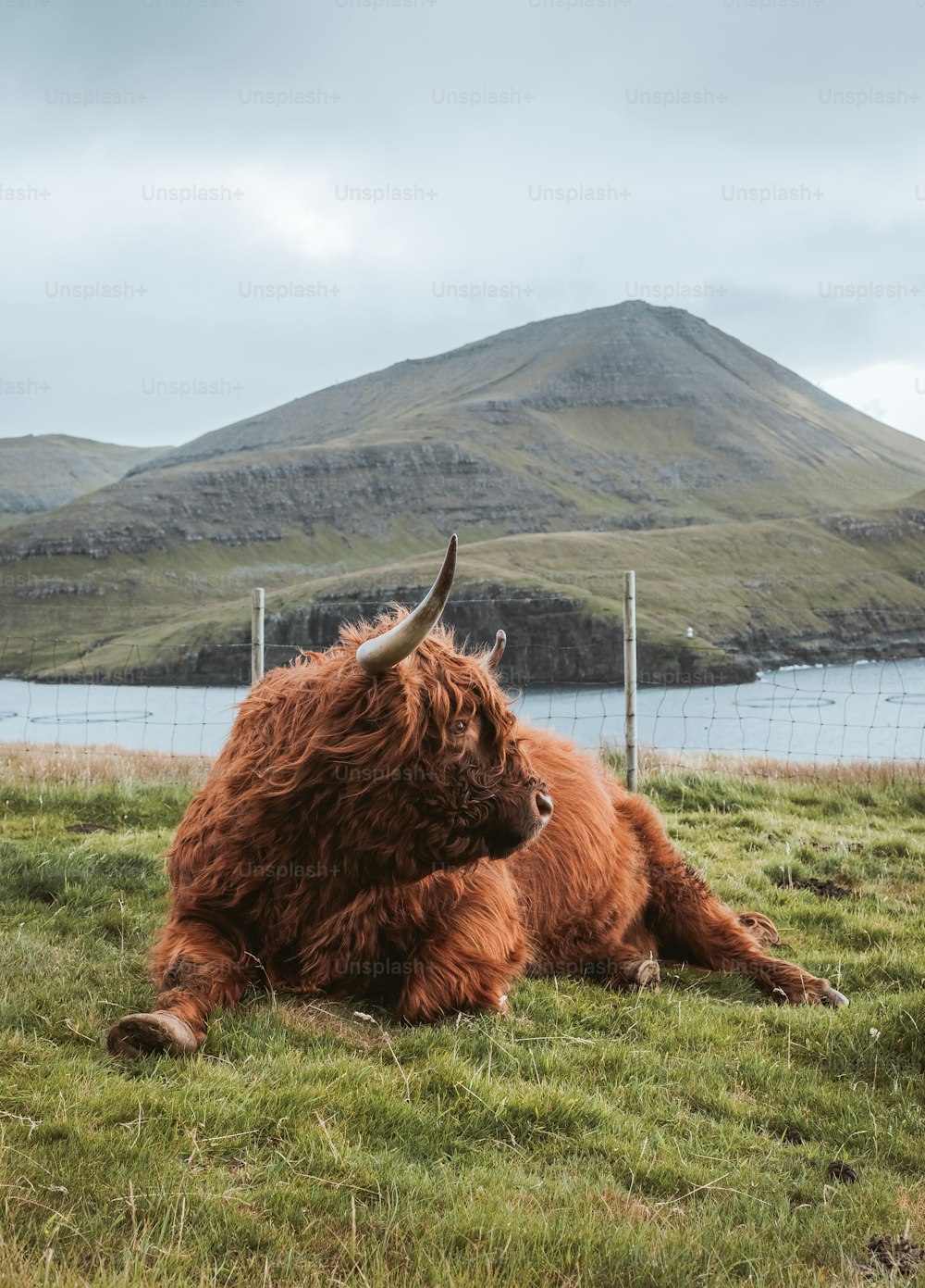 a yak lying on grass