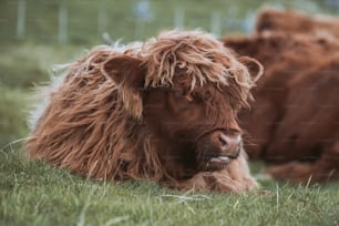 une vache brune couchée dans l’herbe