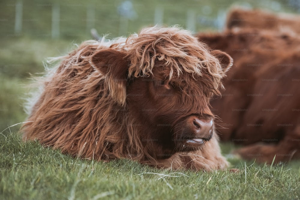 a brown cow lying in the grass