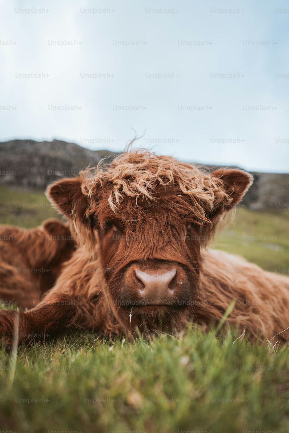 草むらに横たわる牛