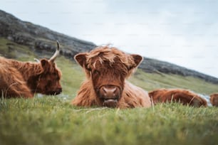 a group of cows lay in a grassy field