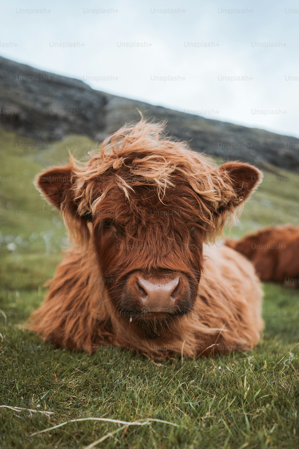 Una vaca marrón tirada en la hierba