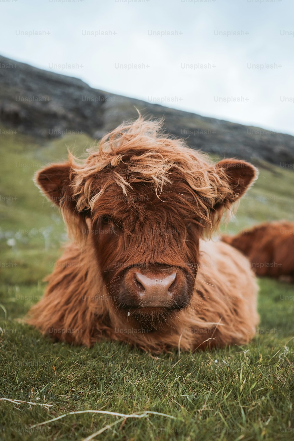 a brown cow lying in the grass