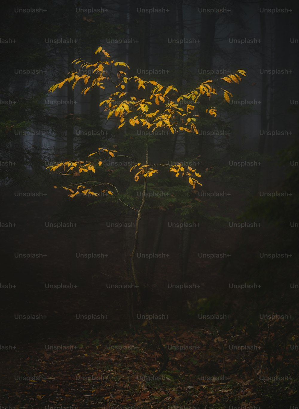 uma árvore com folhas amarelas
