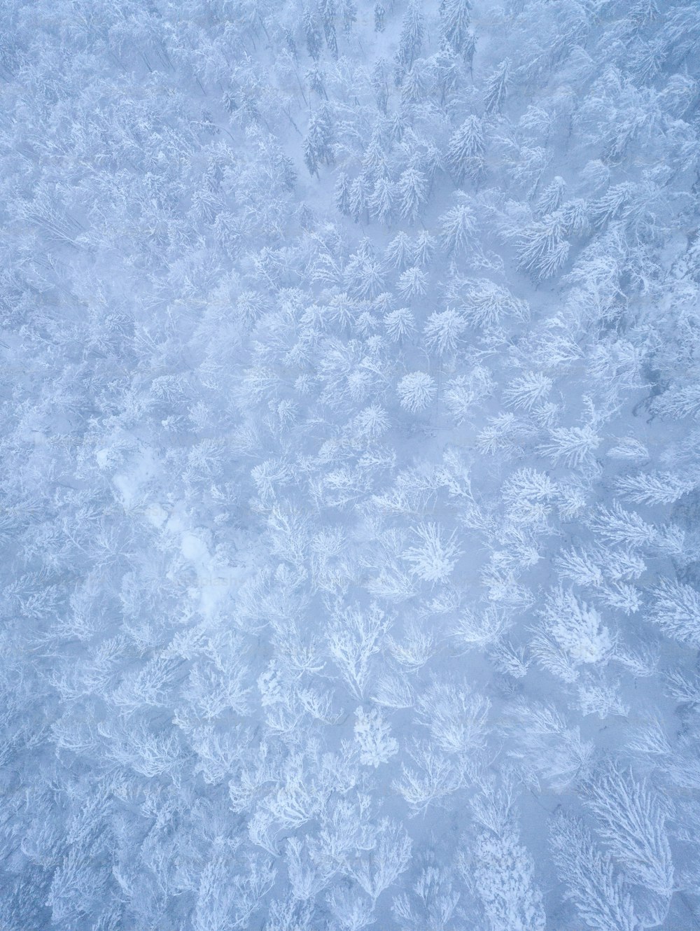 30,000+ Frost Pictures  Download Free Images on Unsplash