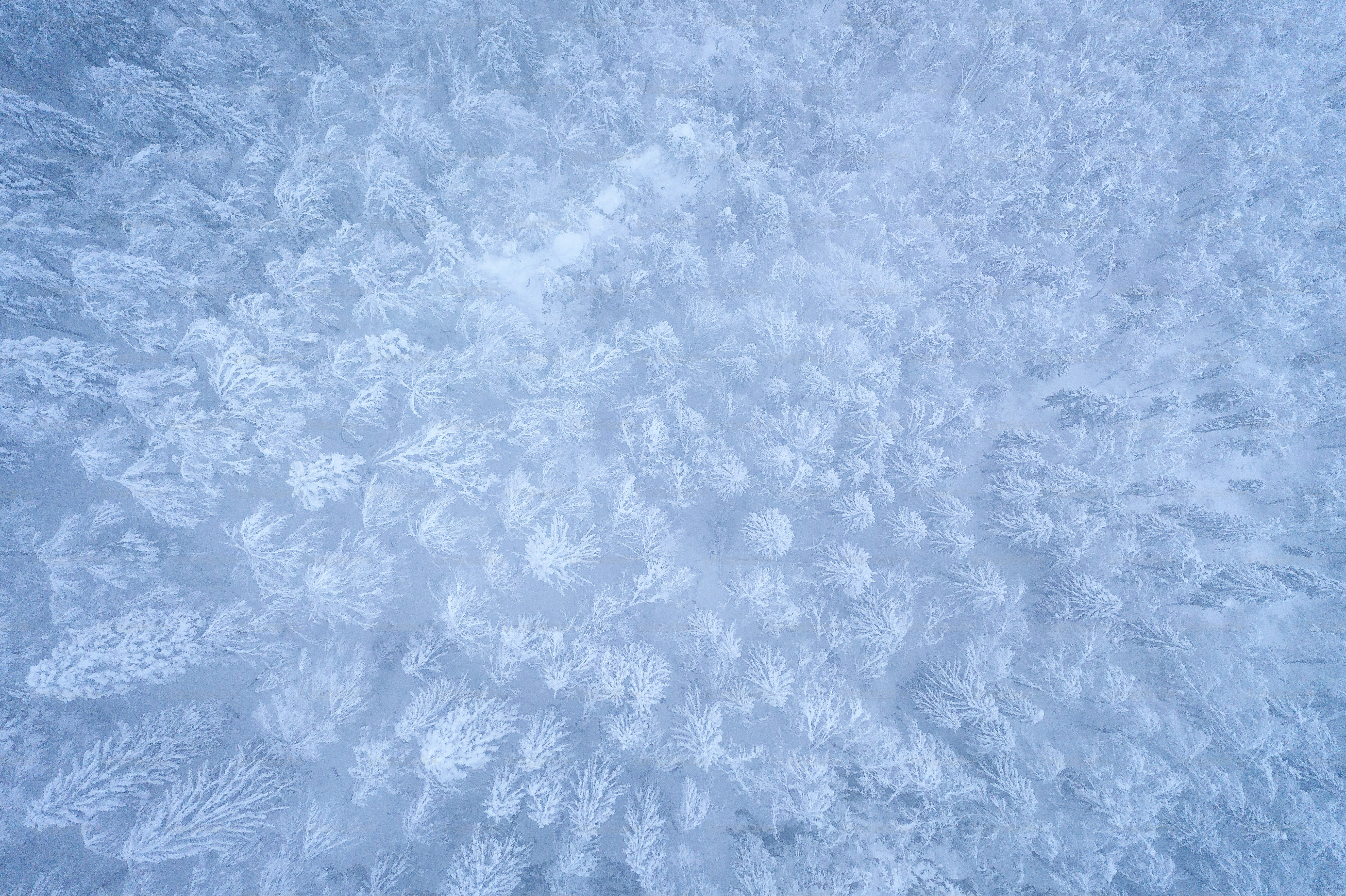 Aerial image of a winter forest.