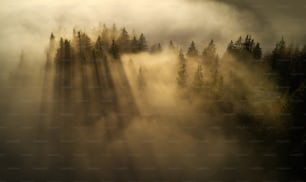 木々のある霧の森