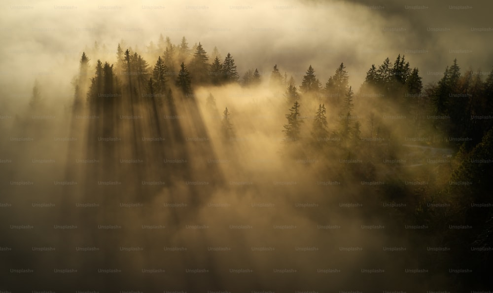 Una foresta nebbiosa con alberi
