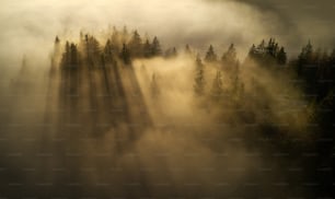 a foggy forest with trees