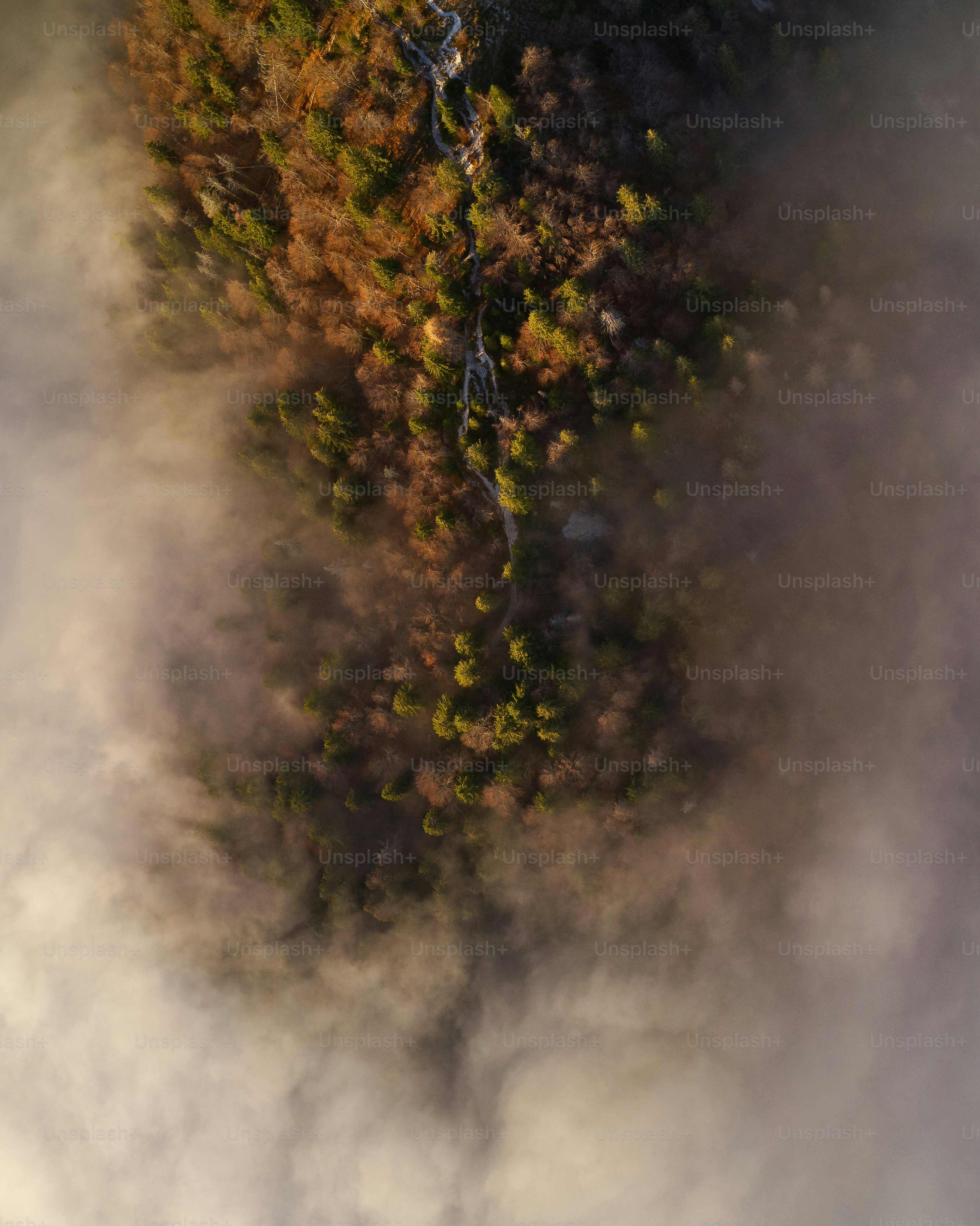 A tree with orange leaves photo – Nature Image on Unsplash