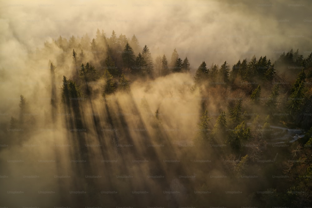 a foggy forest with trees