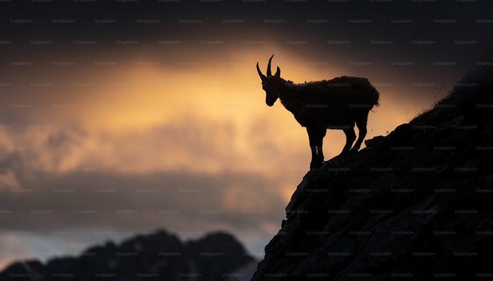 a horned animal on a mountain