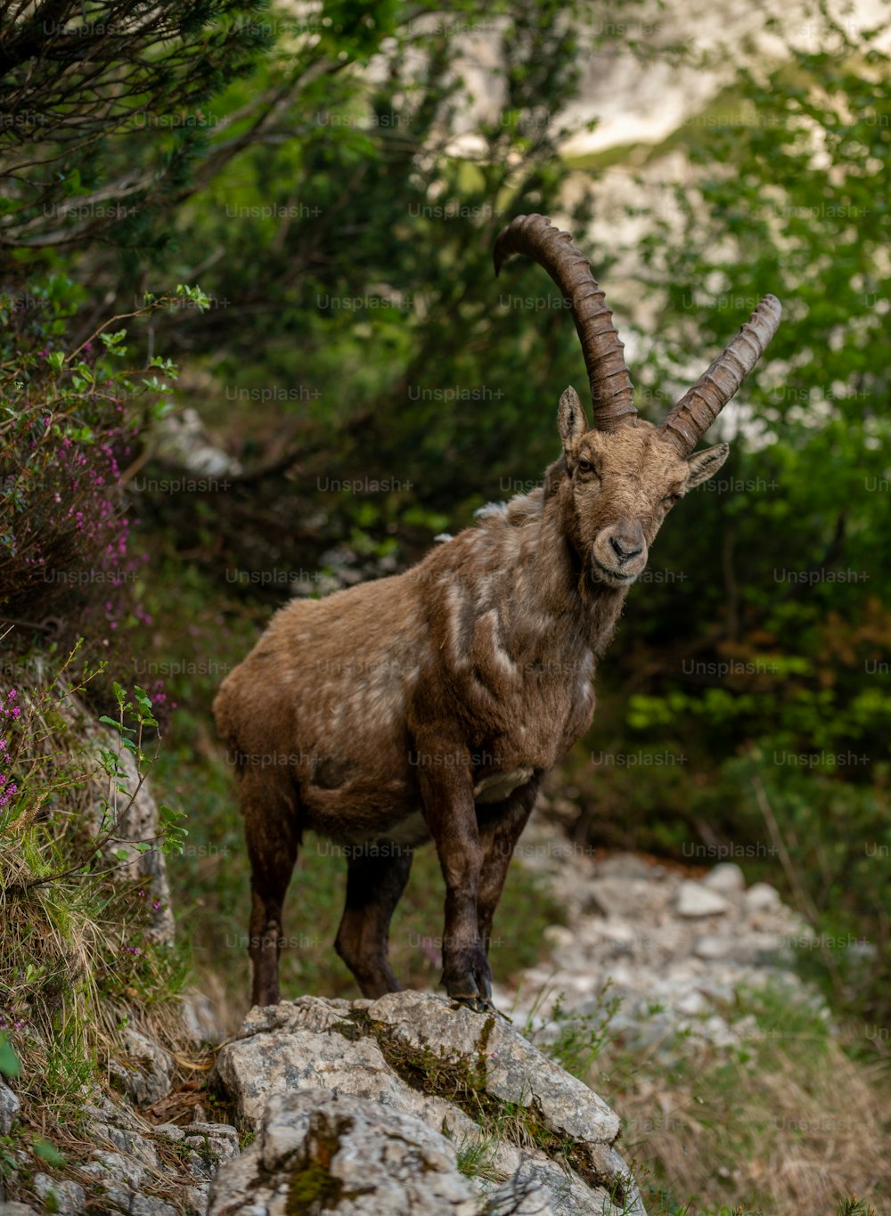 a horned animal standing on a rock
