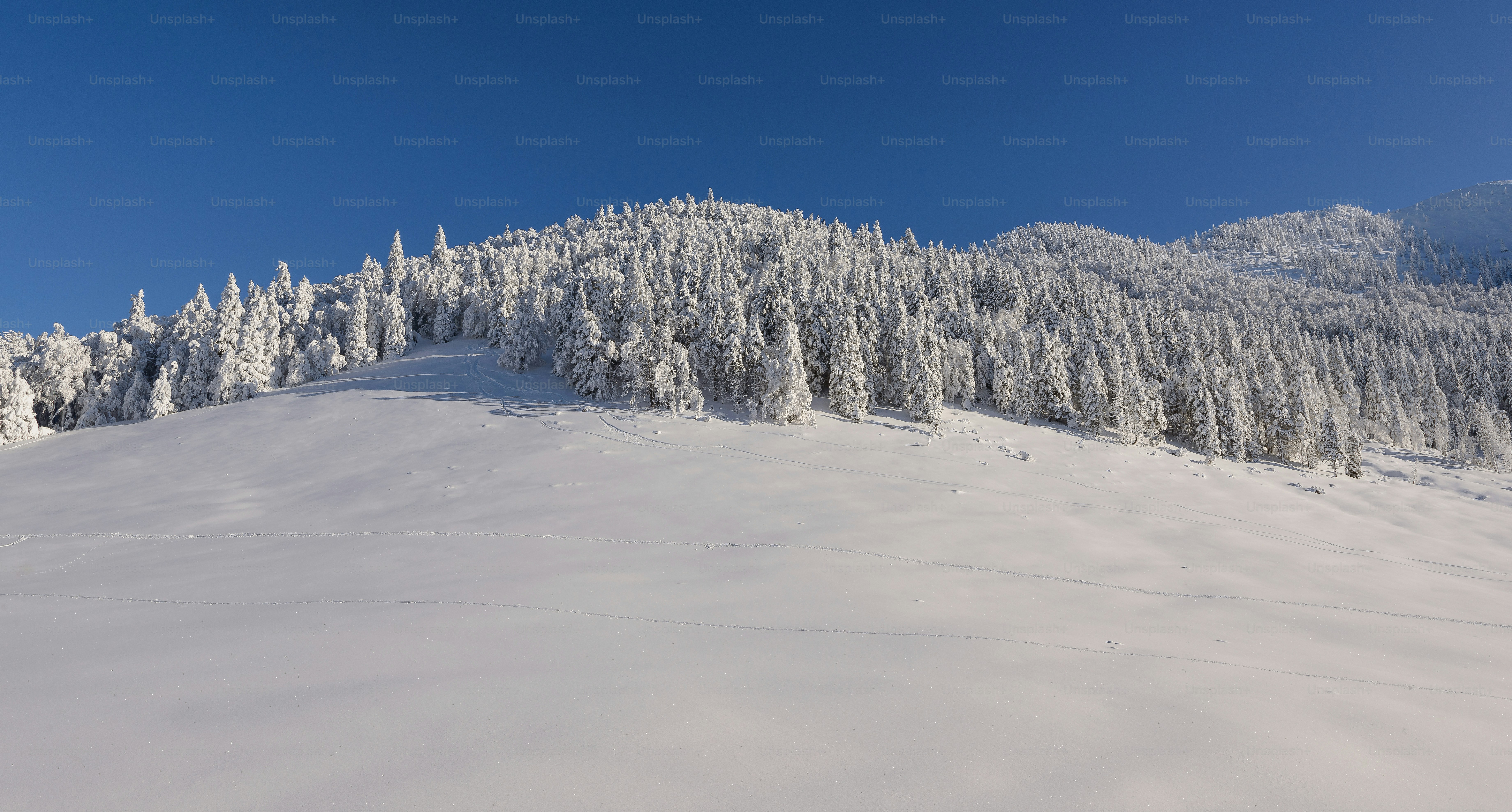 a snowy landscape with trees