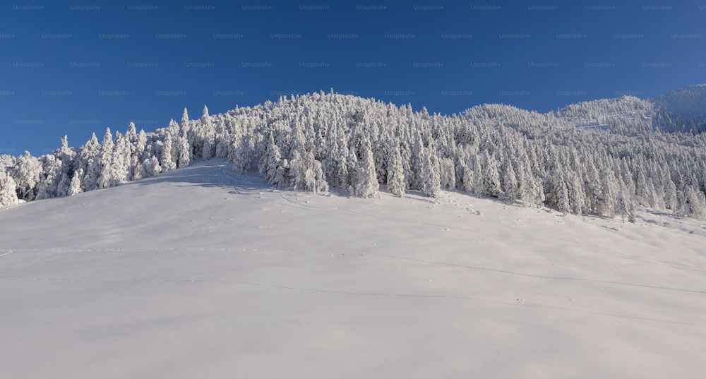 Árvores Cobertas De Neve Fotos | Baixe imagens gratuitas na Unsplash