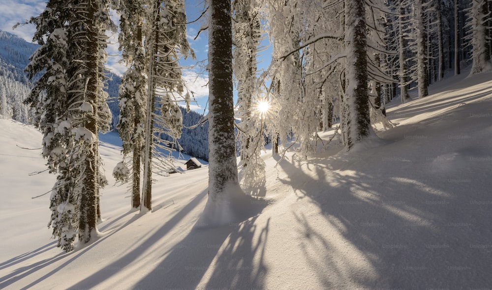 uma estrada nevada com árvores de ambos os lados