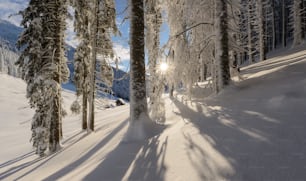 a snowy road with trees on either side of it