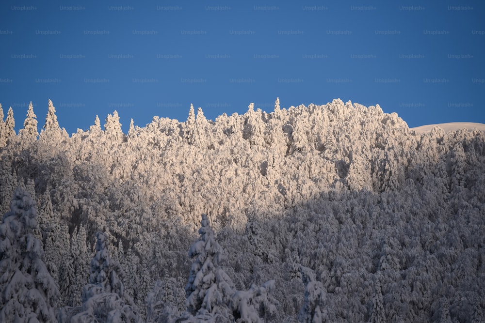 木々のある雪の森