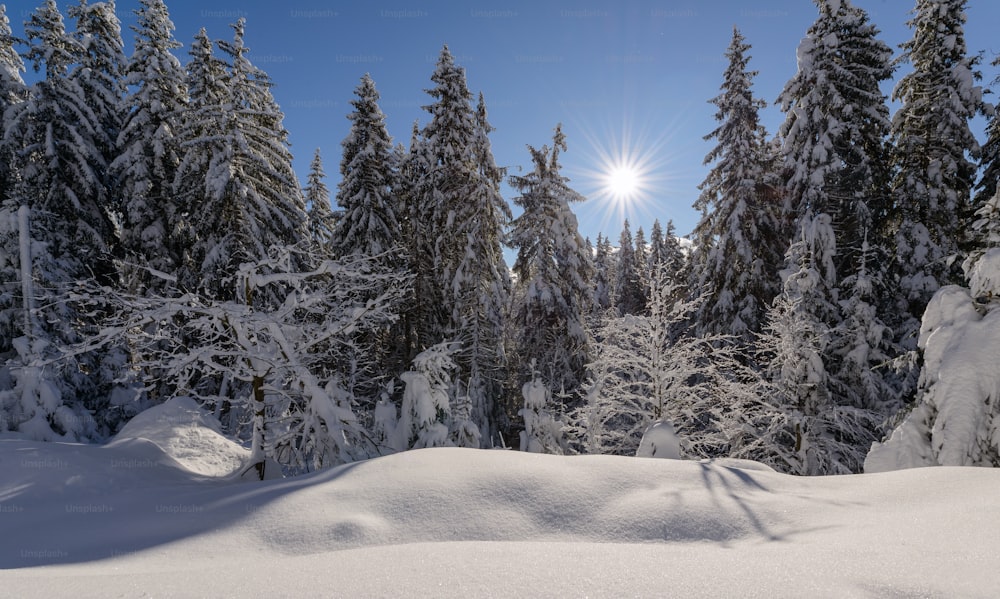 a snowy landscape with trees