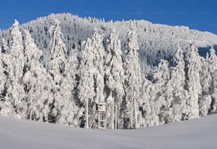 a snowy mountain with trees