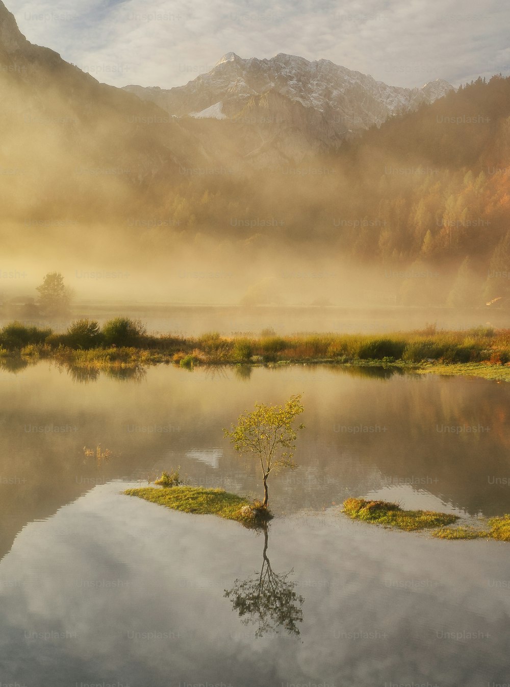 a tree in a lake