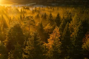 a forest of trees