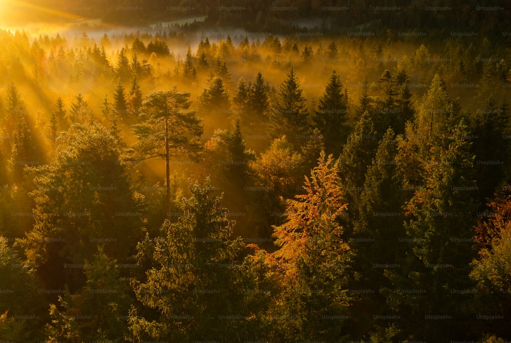 a forest of trees