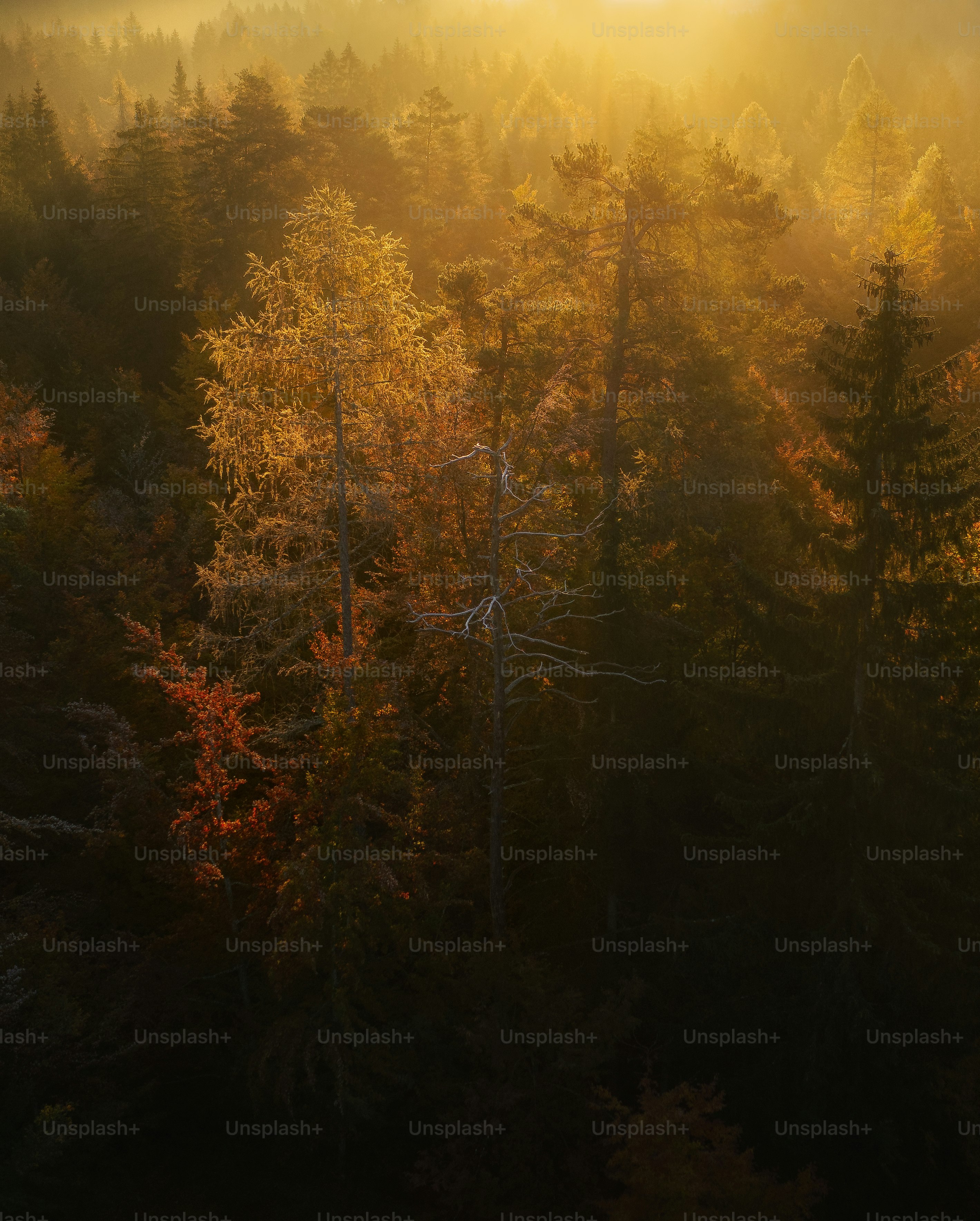 un bosque de árboles