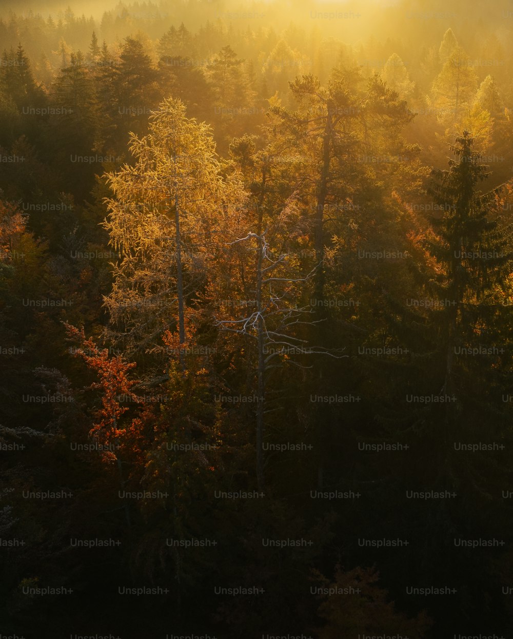 a forest of trees