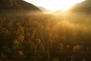 a forest of trees