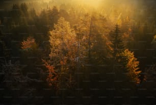 a forest of trees