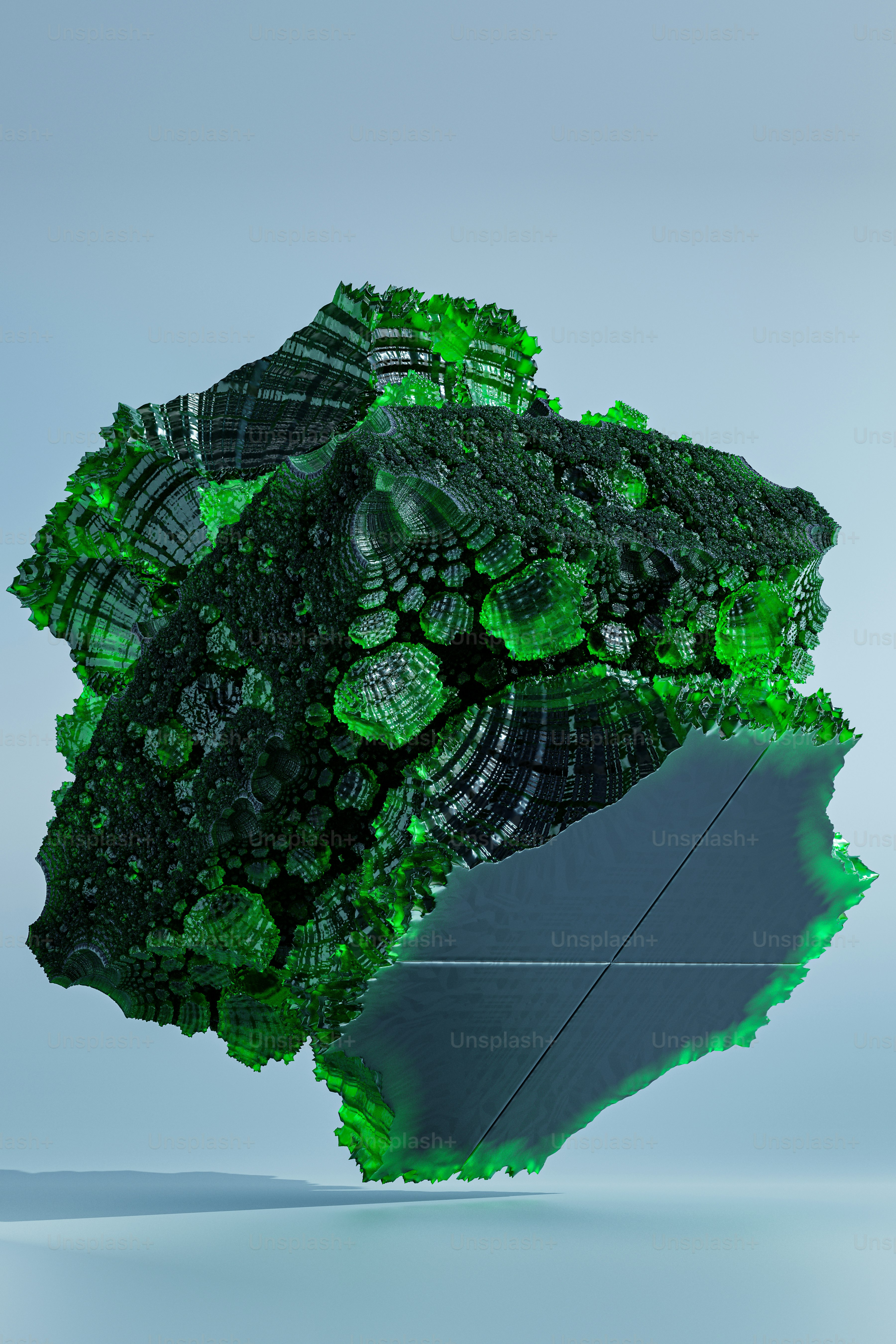 a head of broccoli
