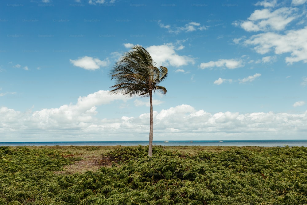a palm tree in a field