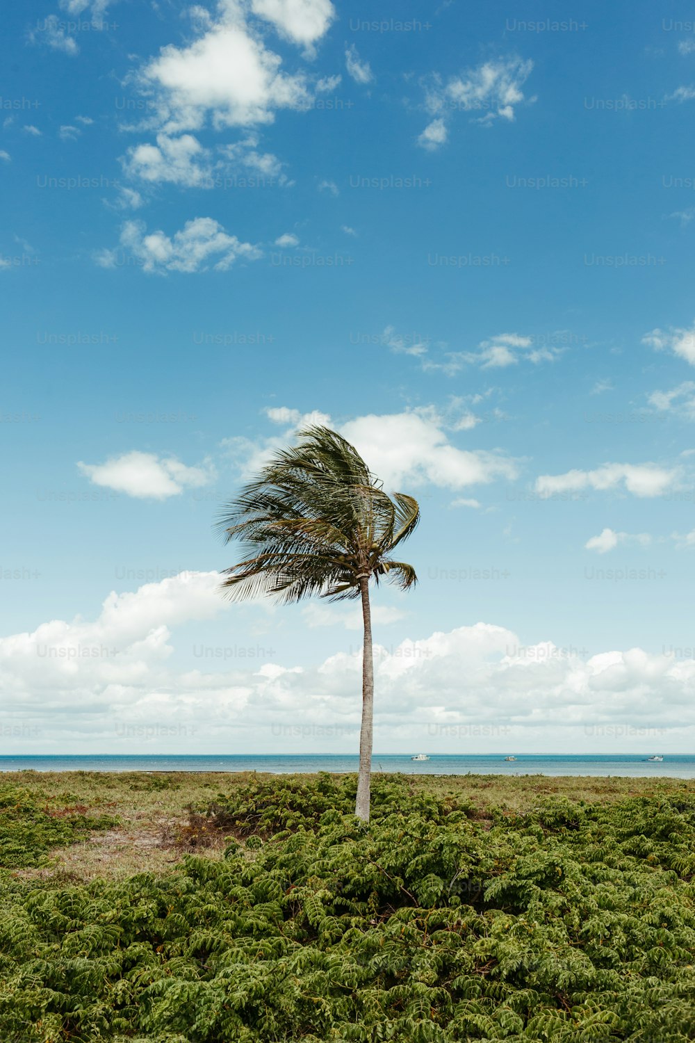 a palm tree in a field