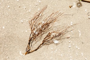 Un gros plan d’une créature marine sur le sable