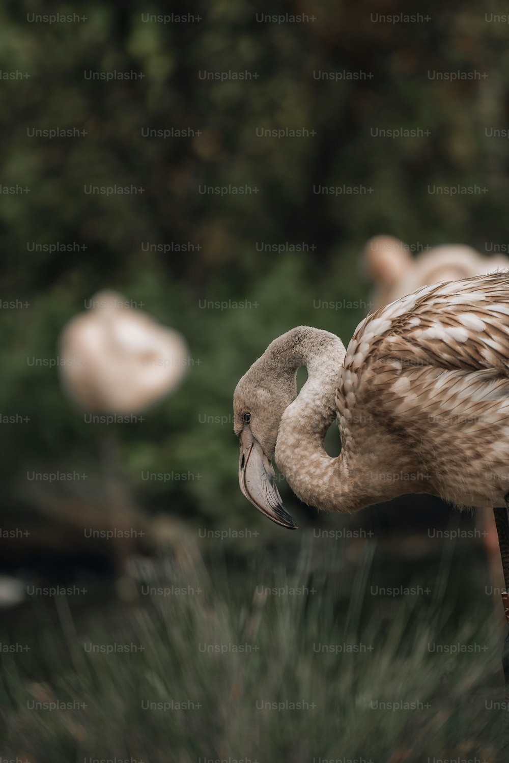 a bird with a long beak