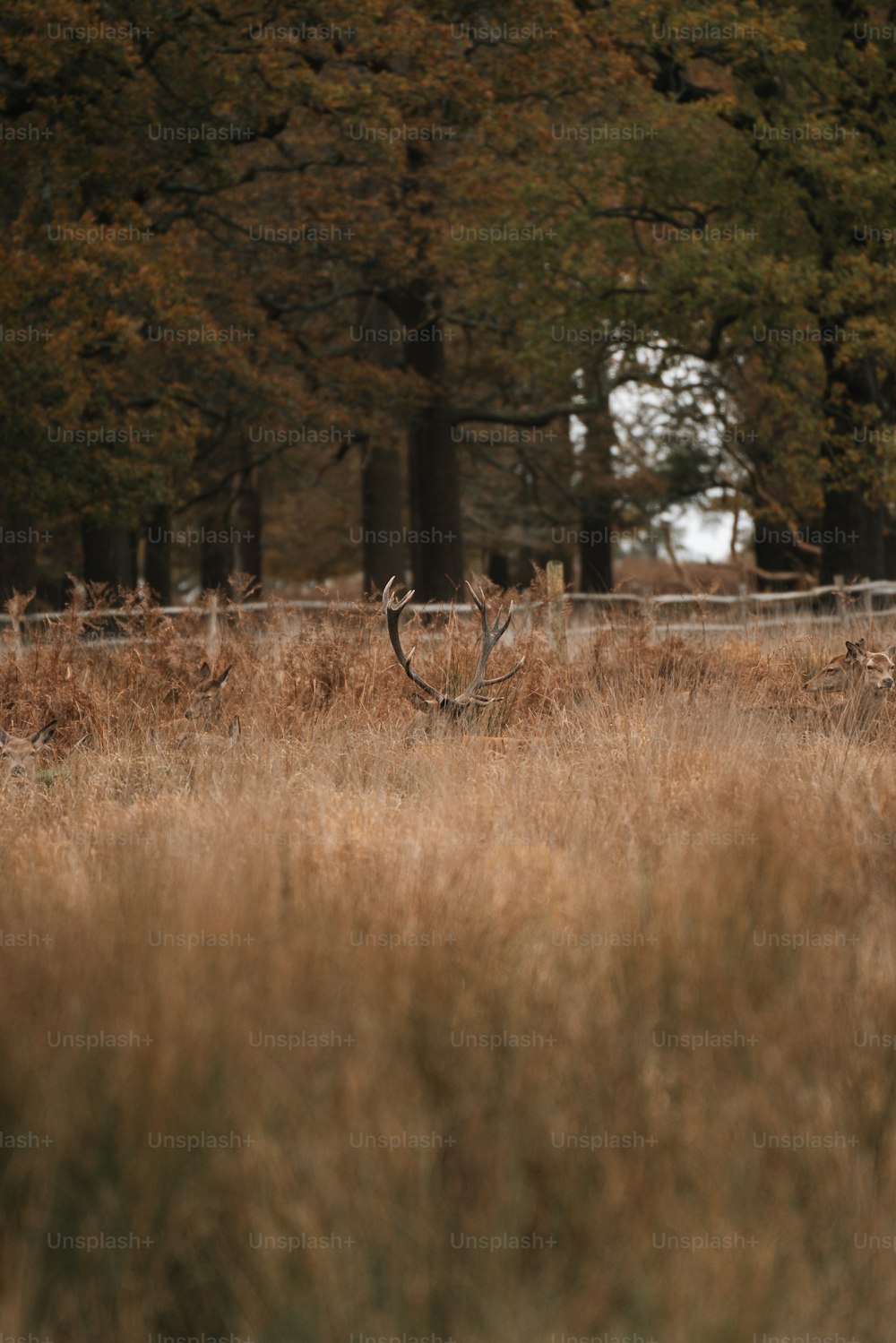 a fence and trees