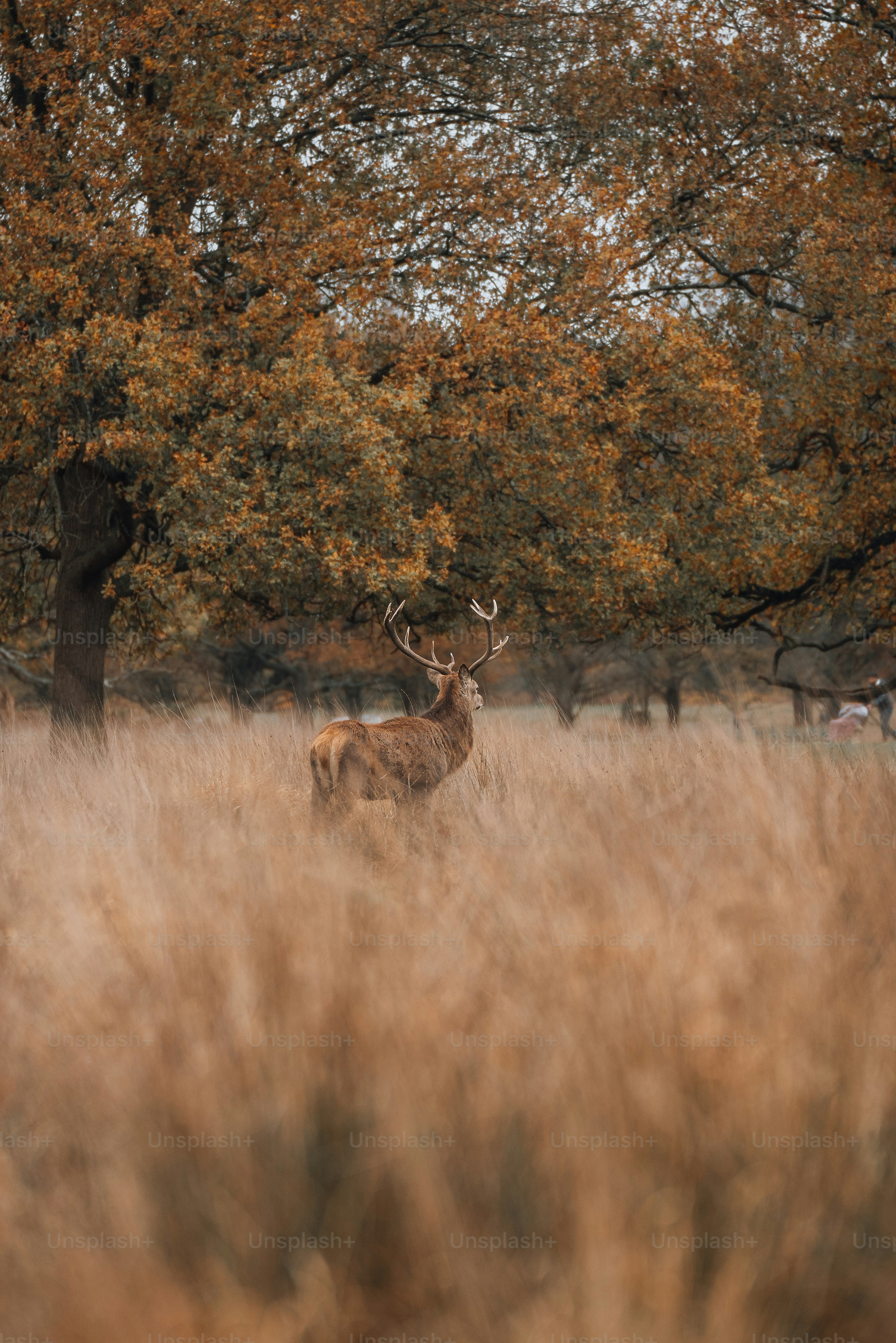 a deer in a field
