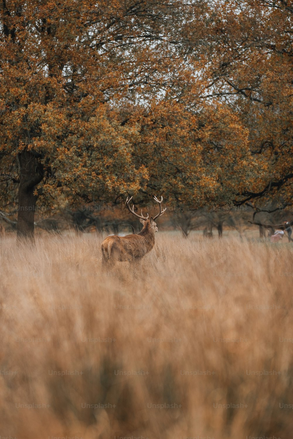 a deer in a field