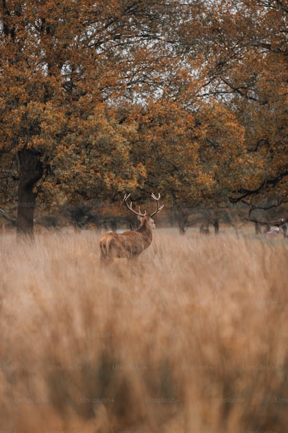 California coastal range terrain with oak woodlands prime deer habitat